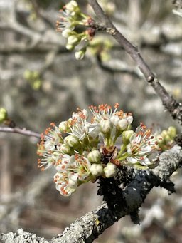 Chickasaw Plum Prunus angustifolia,  Wadesboro, NC, US