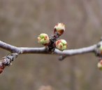 Chickasaw Plum Prunus angustifolia, Ray Roberts Lake State Park, Denton, TX, US