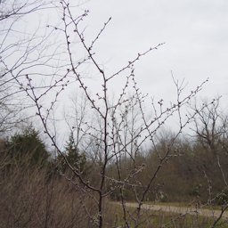 Chickasaw Plum Prunus angustifolia, Ray Roberts Lake State Park, Denton, TX, US