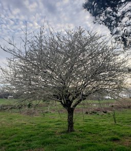 Chickasaw Plum Prunus angustifolia, Jackson County, AL, USA