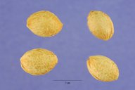 Prunus angustifolia seeds