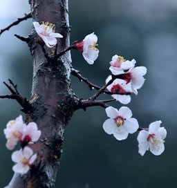 Chickasaw Plums blossom