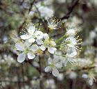 Chickasaw Plum flowers Silver River State Park, Florida