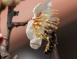 Apis sp. on Prunus angustifolia - Chickasaw Plum