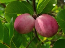 Chrysobalanus icaco (Cocoplum), Palenque International Airport (PQM), Palenque, Chipas, Mexico