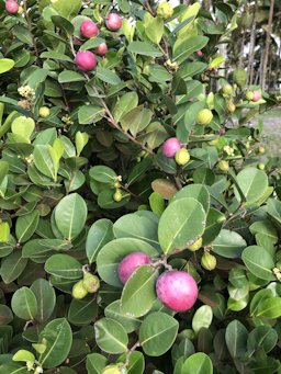 Chrysobalanus icaco (Cocoplum), Isla Zapotal, Muisne, Provincia de Esmeraldas, EC