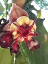 Cupuaçu, Theobroma grandiflorum, Barra do Corda, Brazil