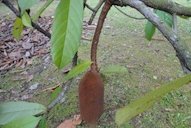 Theobroma grandiflorum, cupuacu tree