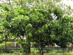 Cupuaçu Theobroma grandiflorum, Aleixo, Manaus, Brasil