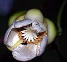 Elephant Apple Flower (Dillenia indica), Sumatra, Indonesia