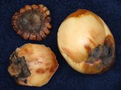 The core (upside down) and the layers of skin of the one half of an Elephant Apple (Dillenia indica / Dilleniaceae) from a tree in Mounts Botanical Garden, West Palm Beach, Florida