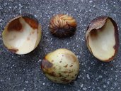 The core and the layers of skin on the Elephant Apple