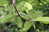 Chalta Dillenia indica underside of the leaves with buds in Kolkata, West Bengal, India