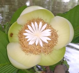 Dillenia indica, West Bangal, India