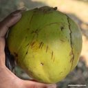 Dillenia indica L., Elephant Apple