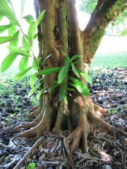 Trunk and bark, Kahanu Gardens NTBG Kaeleku Hana, Maui, Hawai'i