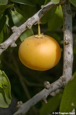 Kei apple, this fruit is very tasty...