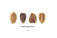 Dovyalis caffra (Hook. f. & Harv.) Warb. seeds