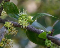 Flowers of Dovyalis caffra