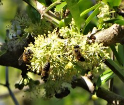 Kei Apple, Dovyalis caffra, South Africa