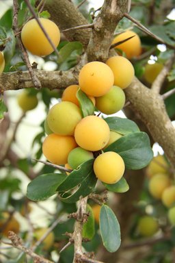 Kei Apple, Dovyalis caffra, Ndumo Game Reserve, North Uthungulu, South Africa