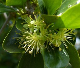 Kei Apple, Dovyalis caffra, Western Cape, South Africa