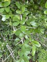 Kei Apple, Dovyalis caffra, Lugongolweni, Lubombo, Eswatini