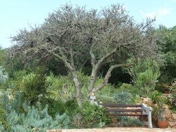 Habit of Dovyalis caffra at Walter Sisulu National Botanical Garden