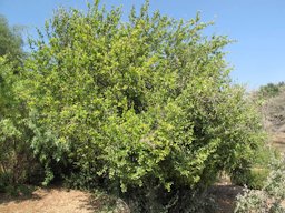 Dovyalis caffra, Jerusalem Botanical Gardens, Israel.