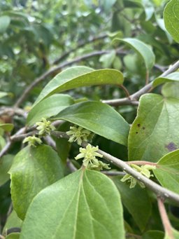 Ceylon Gooseberry Dovyalis hebecarpa, Puerto Rico