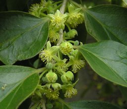 錫蘭莓Ceylon Gooseberry, Dovyalis hebecarpa [新加坡植物園 Singapore Botanic Gardens]