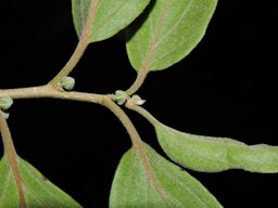 Dovyalis hebecarpa (Gardner) Warb. Costa Rica