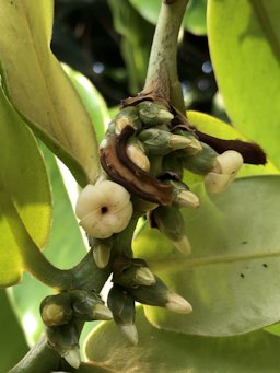 Butter Fruit, Diospyros blancoi, Taiwan