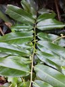 Butter Fruit, Diospyros blancoi, Taiwan