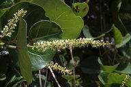 Sea Grape Flowers, Fleurs de Raisin de bord de mer