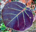 Seagrape (Coccoloba uvifera) foliage