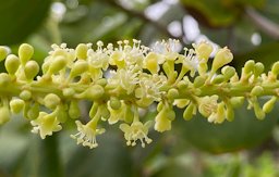 Coccoloba uvifera flowers close-up