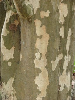 Coccoloba uvifera (Sea grape) bark, Cable Company buildings Sand Island, Midway Atoll, Hawai'i