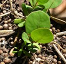 Coccoloba uvifera (Sea grape) seedlings