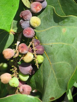 Coccoloba uvifera (Sea grape), Boynton Beach, Florida