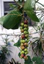 Coccoloba uvifera / Uva de playa / Sea Grape / Raisin de bord de mer