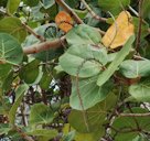 Sea Grape Coccoloba uvifera, L'Ermitage-Les-Bains, Réunion