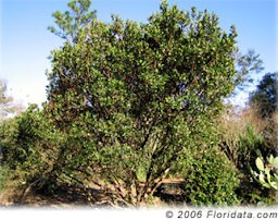 Jack grows this dwarf variety of strawberry tree called 'Elfin King' on a hot sunny hillside.