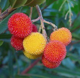 Arbutus berries (Palombaggia, Corsica)."