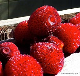 Sun-dried arbutus berries are like dried apricots, full of flavor.