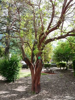 Arbousier (Arbutus unedo) dans le parc de Pierrefitte-Nestalas, Hautes-Pyrénées, France