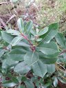 Strawberry Tree Arbutus unedo, Portugal