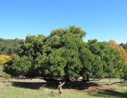 An Arbutus unedo in Golden Valley Tree Park, Western Australia. The tree was planted in the 1930s