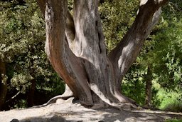 Arbutus unedo in Christchurch Botanic Gardens in Christchurch, Canterbury Region, New Zealand