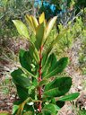 Strawberry Tree Arbutus unedo, Islas Baleares, España